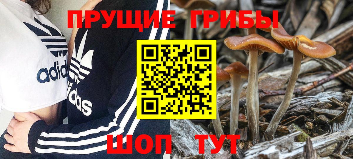 Псилоцибиновые грибы прущие грибы Ипатово